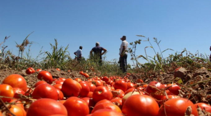 Bursa'da 4 kilo domatese köy kahvesinde 1 bardak çay içen üretici isyan etti